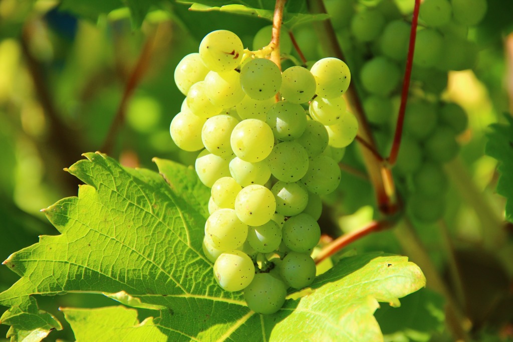 Wein-erlei: Einige Weinnotizen von Mosel, Pfalz und Nahe